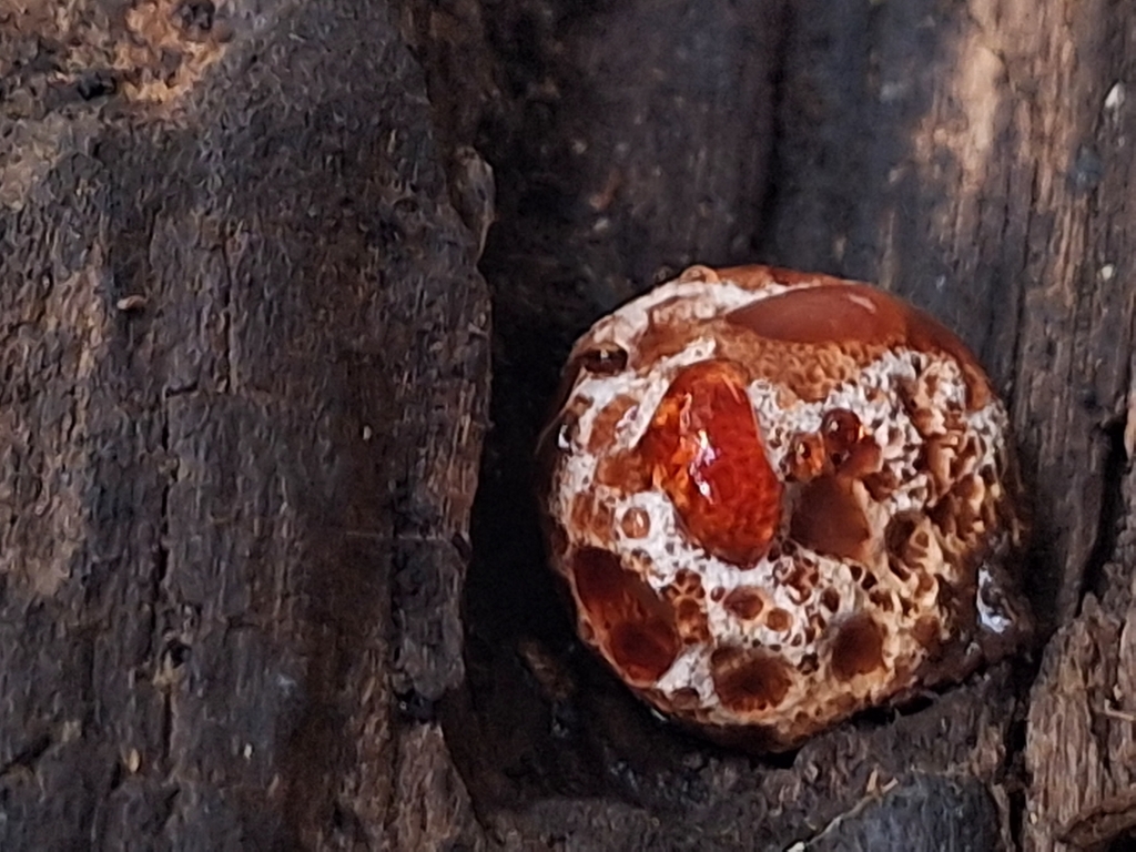 Abortiporus biennis · February 2025 · photo: © rocio_pose (iNaturalist, cc-by)