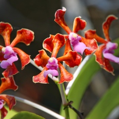 Vanda perplexa