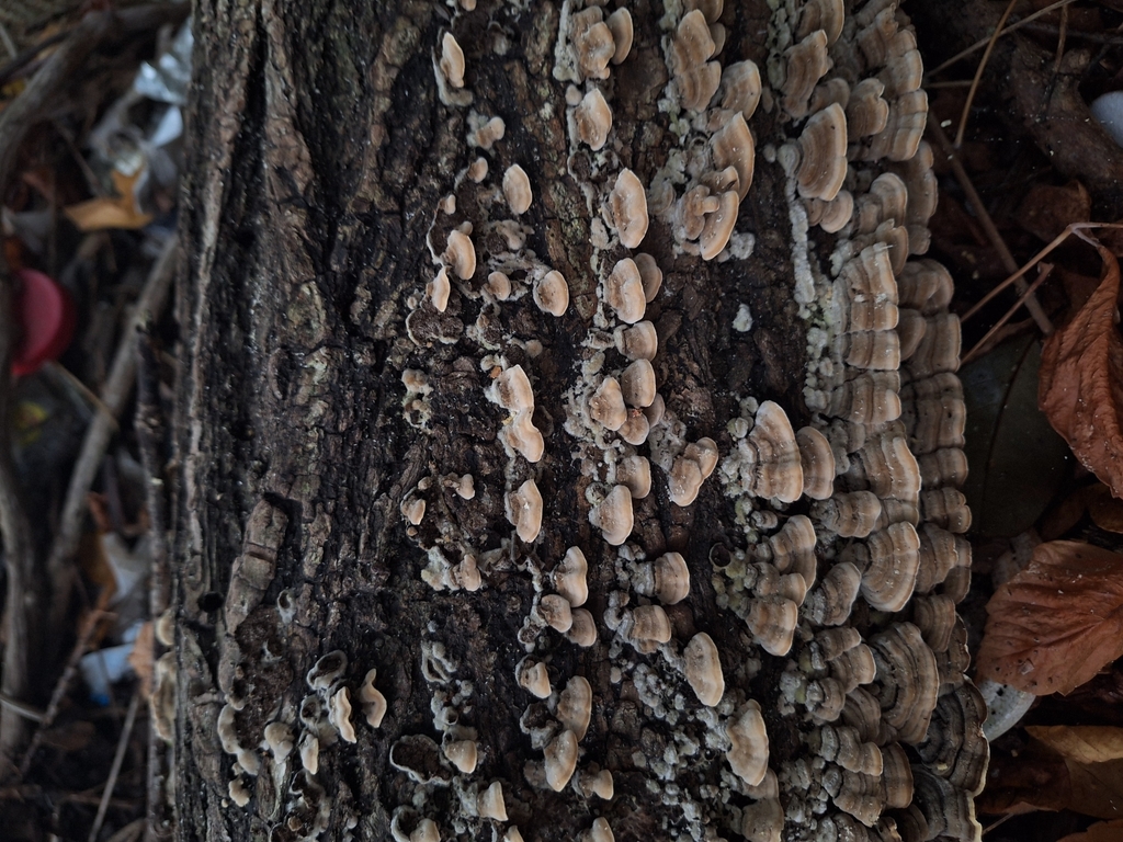 Cerrena unicolor · February 2025 · photo: © rocio_pose (iNaturalist, cc-by)