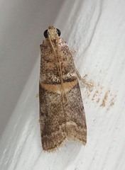 Acrobasis juglandis