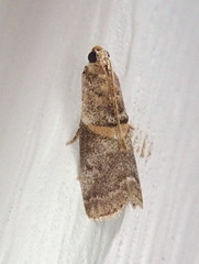 Acrobasis juglandis