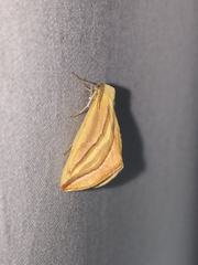 Melemaea magdalena