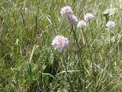 Allium splendens