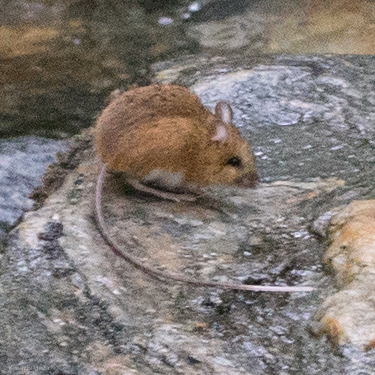 Eastern Woodland Jumping Mouse