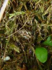 Megabunus diadema