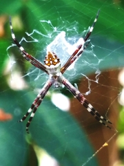 Argiope butchko