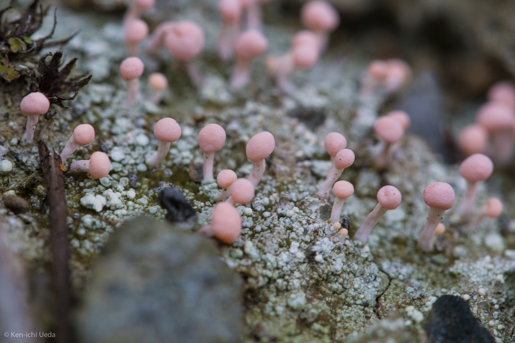 Dibaeis baeomyces image