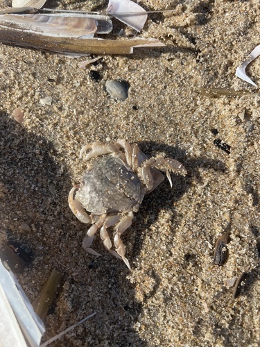 Pennant's Swimming Crab, Strand Noordwijk aan Zee, Саут-Холланн, NL, photo 10 of 10
