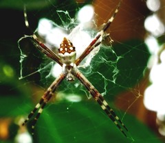 Argiope butchko