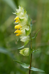 Rhinanthus serotinus aestivalis
