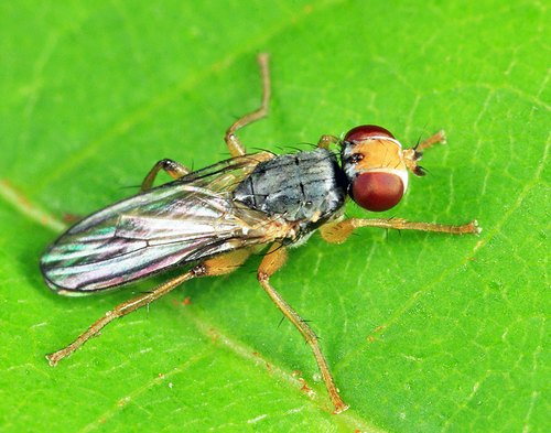 Cordylurella