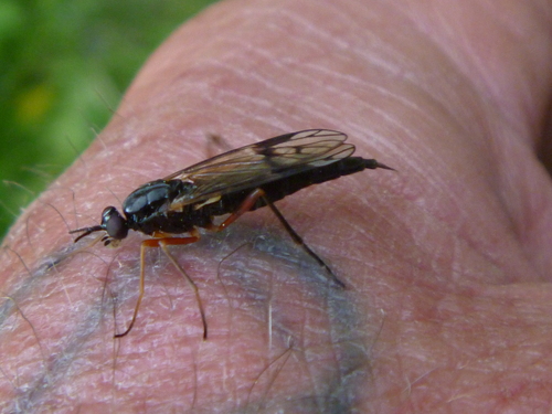 Xylophagus ater nuotrauka