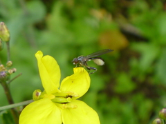 Sphegina