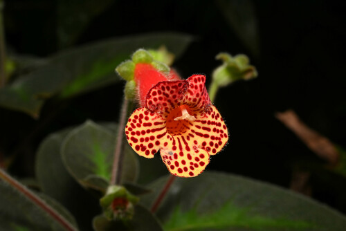 Kohleria amabilis, photograph 5
