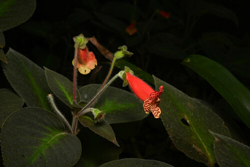 Kohleria amabilis, photograph 6