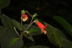 Kohleria amabilis, photograph (c) Anders Hastings, some rights reserved (CC BY)