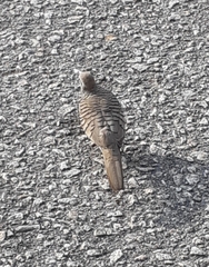 Geopelia striata