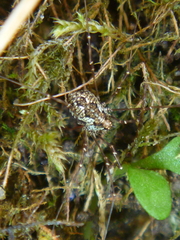 Megabunus diadema