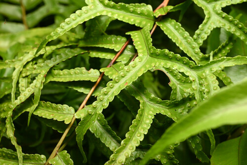 Nephrolepis falcata