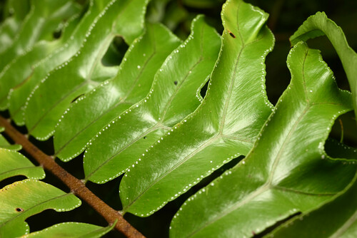 Nephrolepis falcata