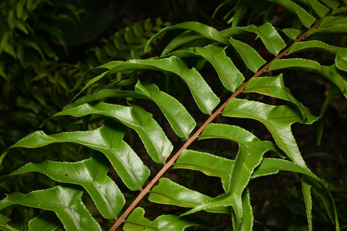 Nephrolepis falcata