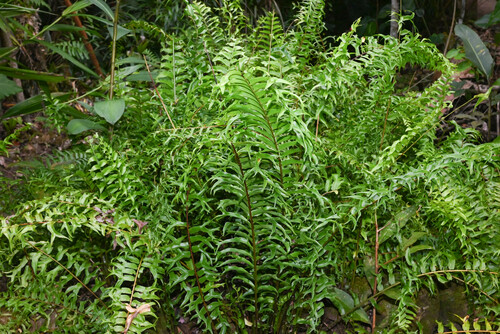 Nephrolepis falcata