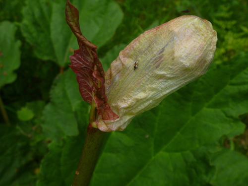 Image of Rheum × hybridum by (c) Dave Holland, some rights reserved (CC BY-NC)