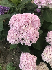 Hydrangea