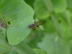 Sphegina
