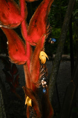 Heliconia vellerigera, photograph (c) Anders Hastings, some rights reserved (CC BY)