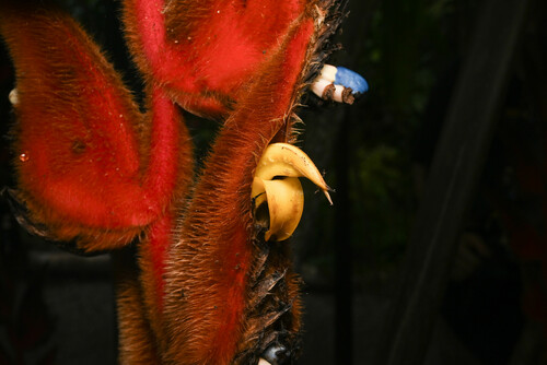 Heliconia vellerigera, photograph 5