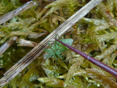 Stenodema holsata