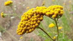 Achillea ageratum
