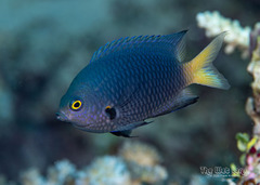 Yelloweye Damselfish photo 1