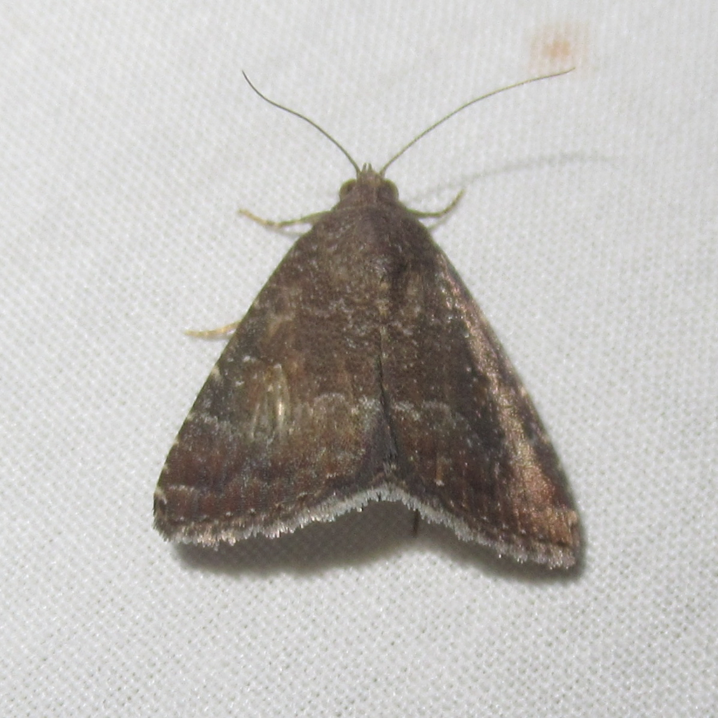 Eight-spot Moth from Salton Dr., Austin, Travis Co., TX on August 05 ...
