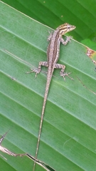 Anolis litoralis