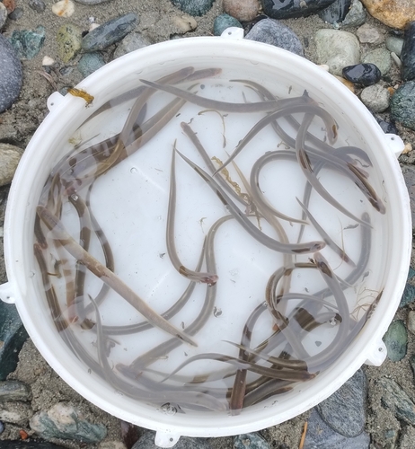 Po brook lamprey (Lethenteron zanandreai) — Petromyzontidae — 5
