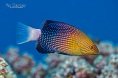 Blackfin Hogfish photo 2