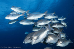 German Seabream photo 1