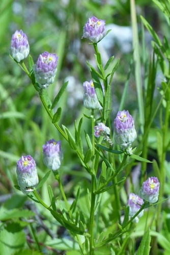 Polygala sanguinea iNat (3)