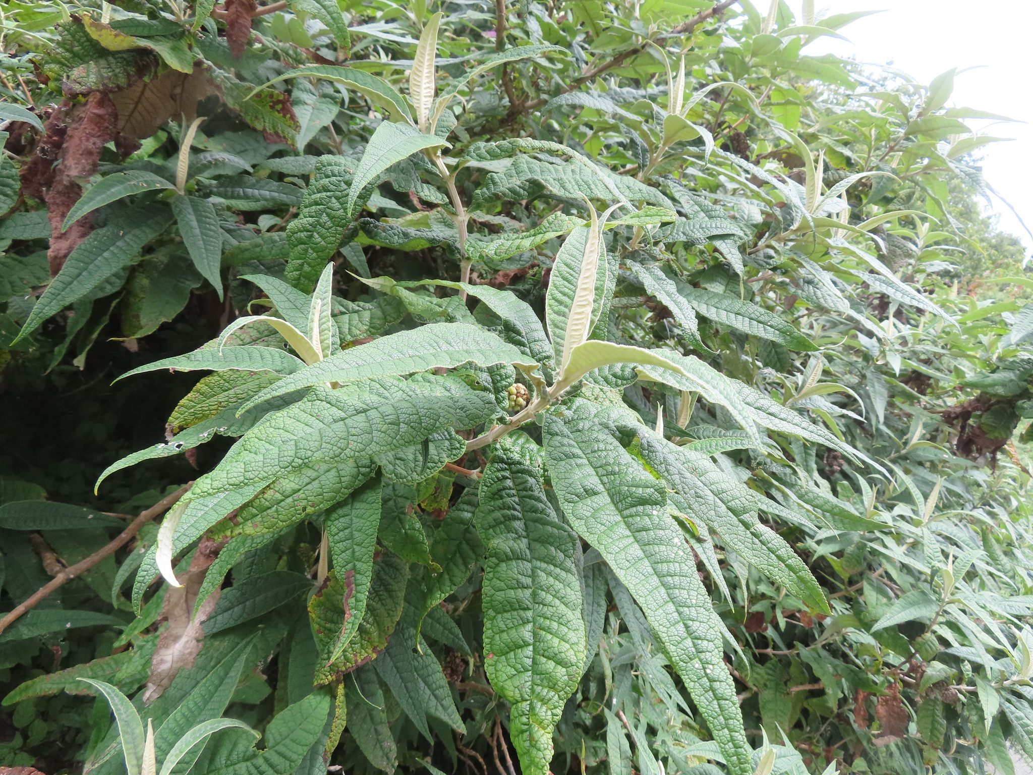 Imagem de Buddleja