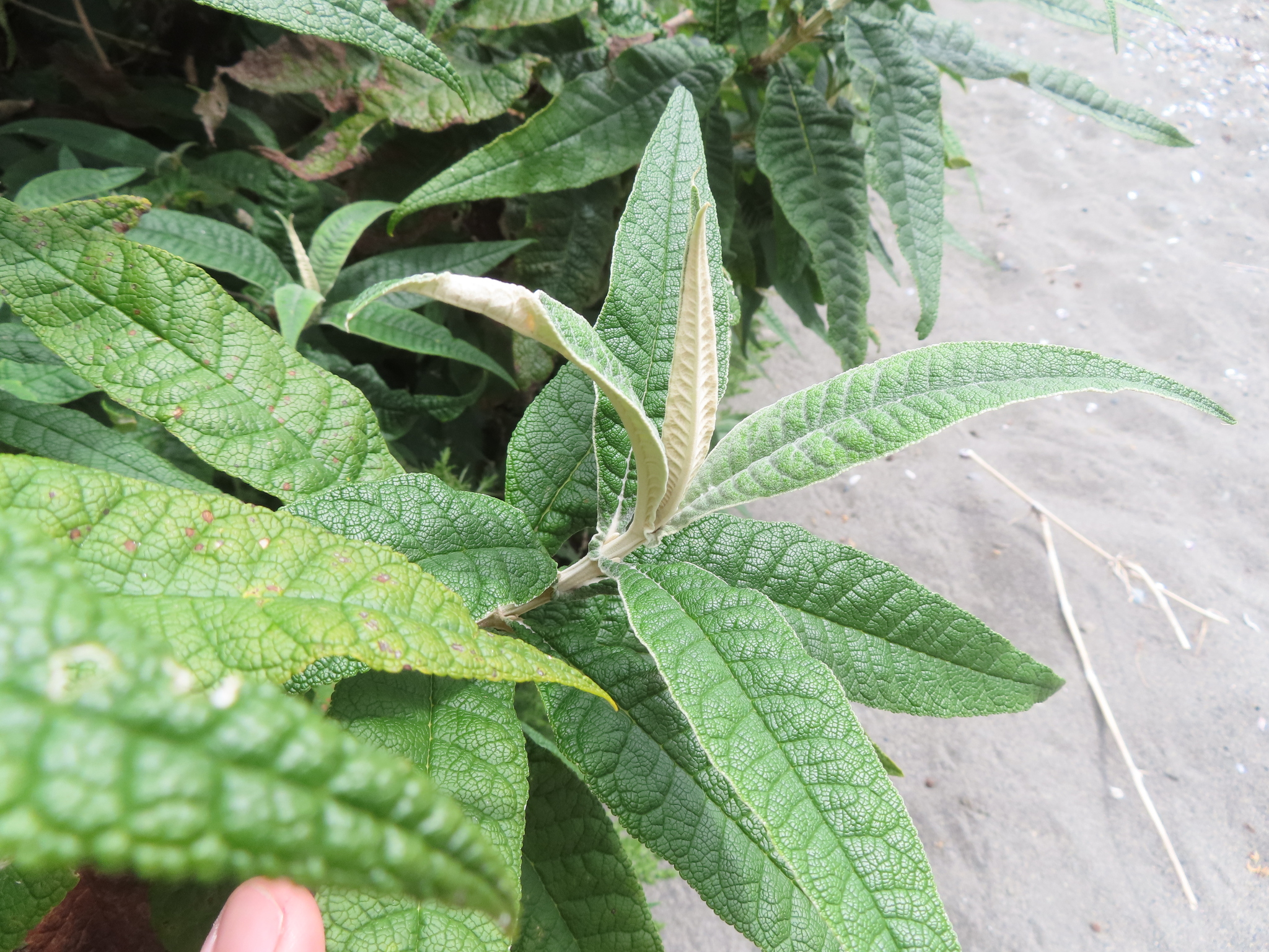 Imagem de Buddleja