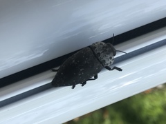 Capnodis tenebrionis