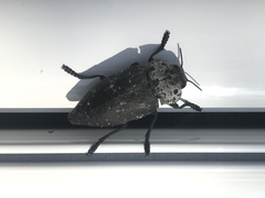 Capnodis tenebrionis