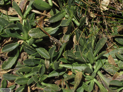 Dimorphotheca montana