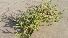 Caroxylon imbricatum