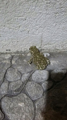Bufotes viridis