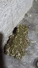 Bufotes viridis