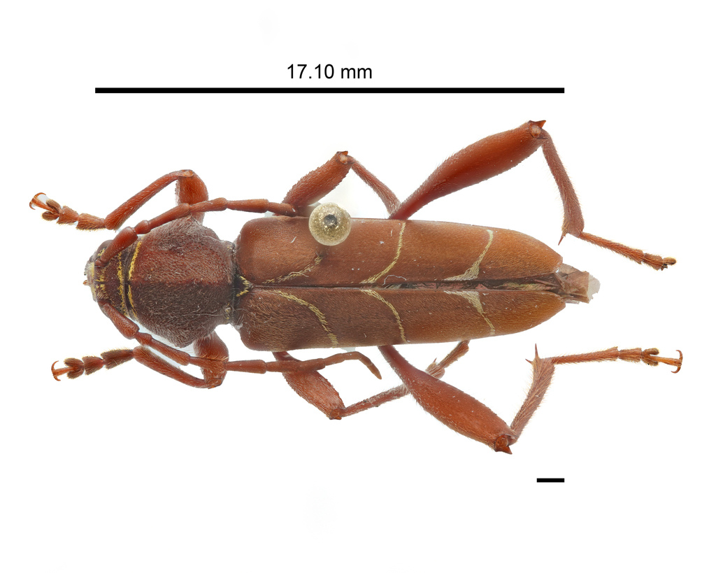 Amyipunga armaticollis