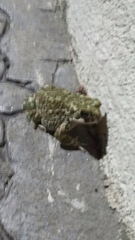 Bufotes viridis